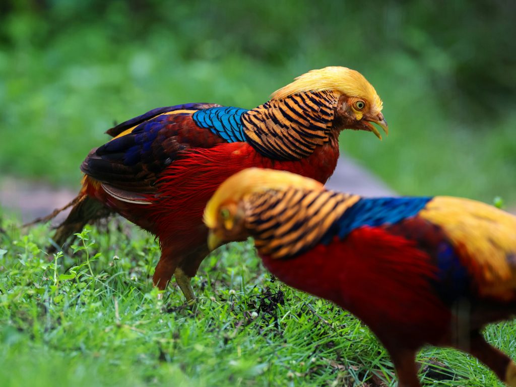 Wildlife in Nepal