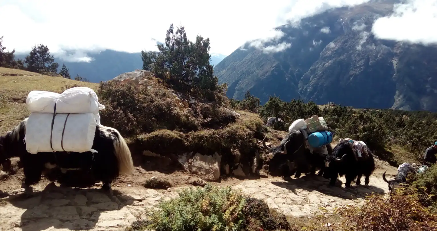 Yaks