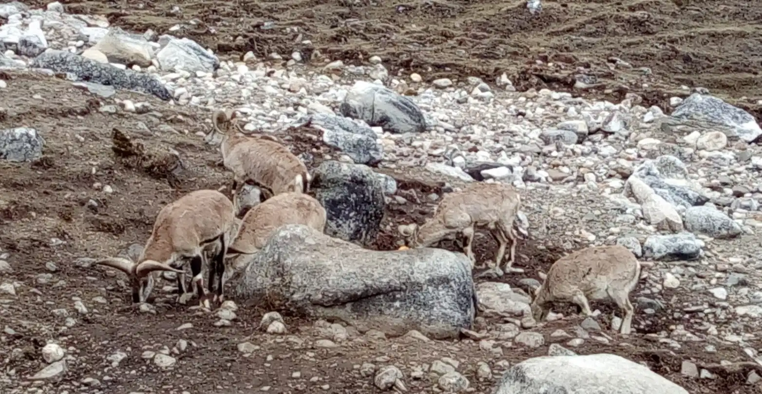 blue-sheep